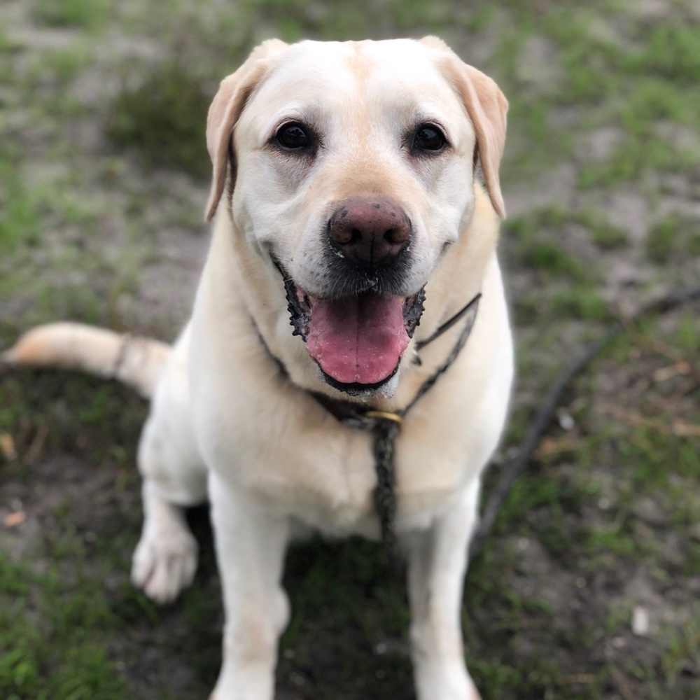 Meet your Posher, Annie